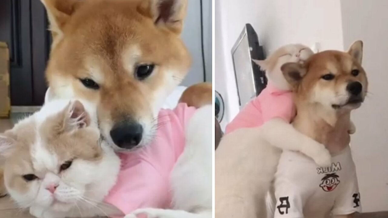 See How a Sweet Dog and a Cat Doing a Snuggle