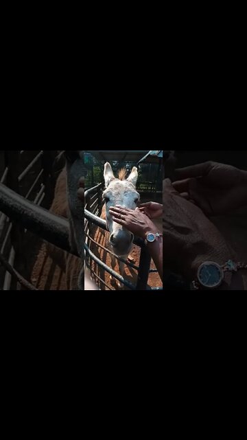 Petting a horse 🥰☺️