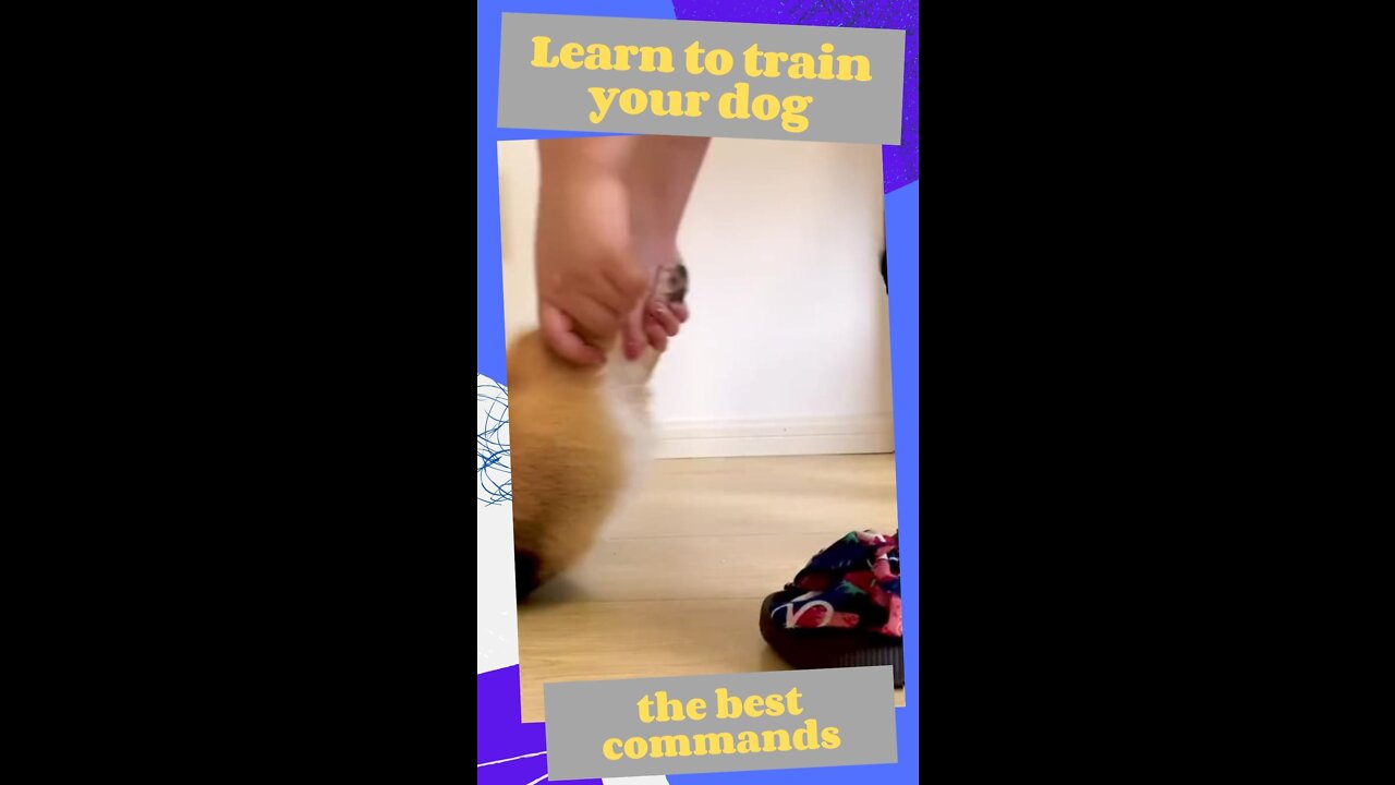 HOW TO TRAIN YOUR DOG - somebody please help me