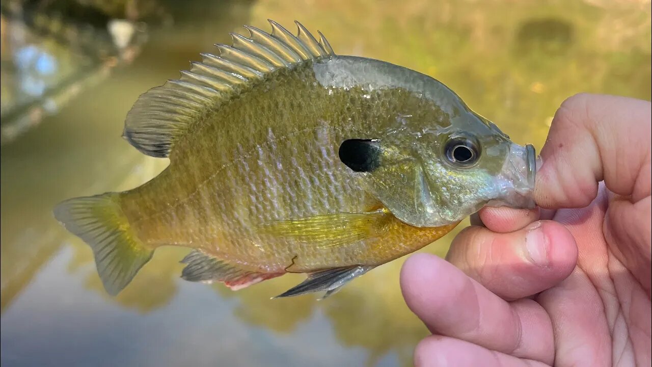 Fishing Adventure 10/26/23: Beautiful Thursday Afternoon Panfishing!