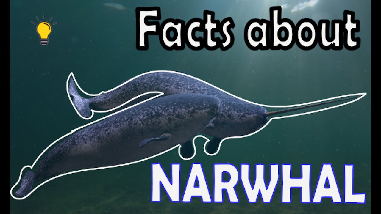 WHAT! Narwhale can do this?