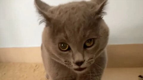 [10 HOURS] of Luga Luga Cat