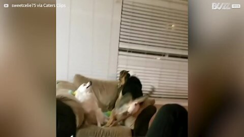 Dogs in heated exchange over sofa rights