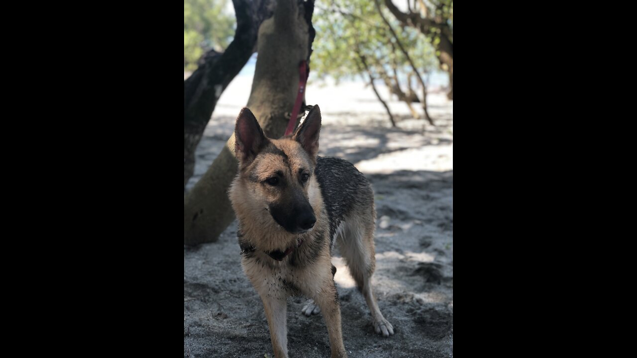 Hachi went a little Crazy during Exercise