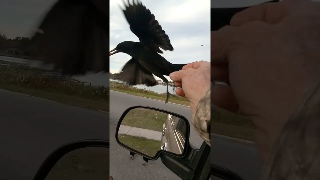 black bird, black bird, have you any f food?