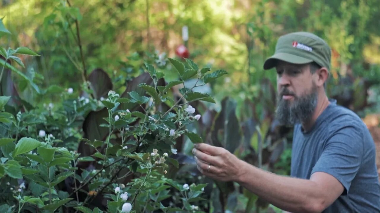 How to Propagate Blackberries with a Machete (IN SECONDS) the Super Easy Way