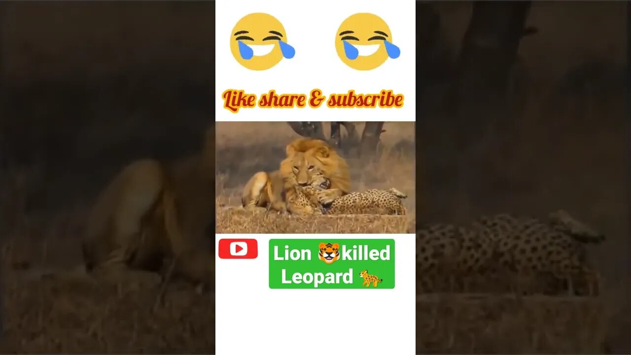 Lion 🐯killed leopard 🐆@ #shorts #youtubeshorts