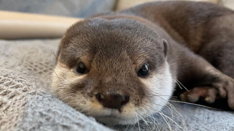 Cute Otter Waking From Nap! Lots of Facial Expressions