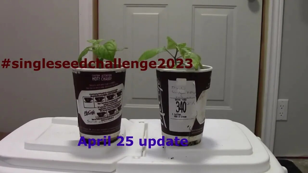 single seed challenge 2023 April 25 Update