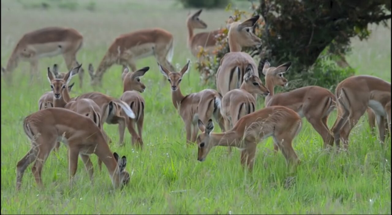 Incredible footage of leopard behaviour during impala kill -