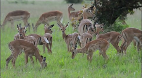 Incredible footage of leopard behaviour during impala kill -