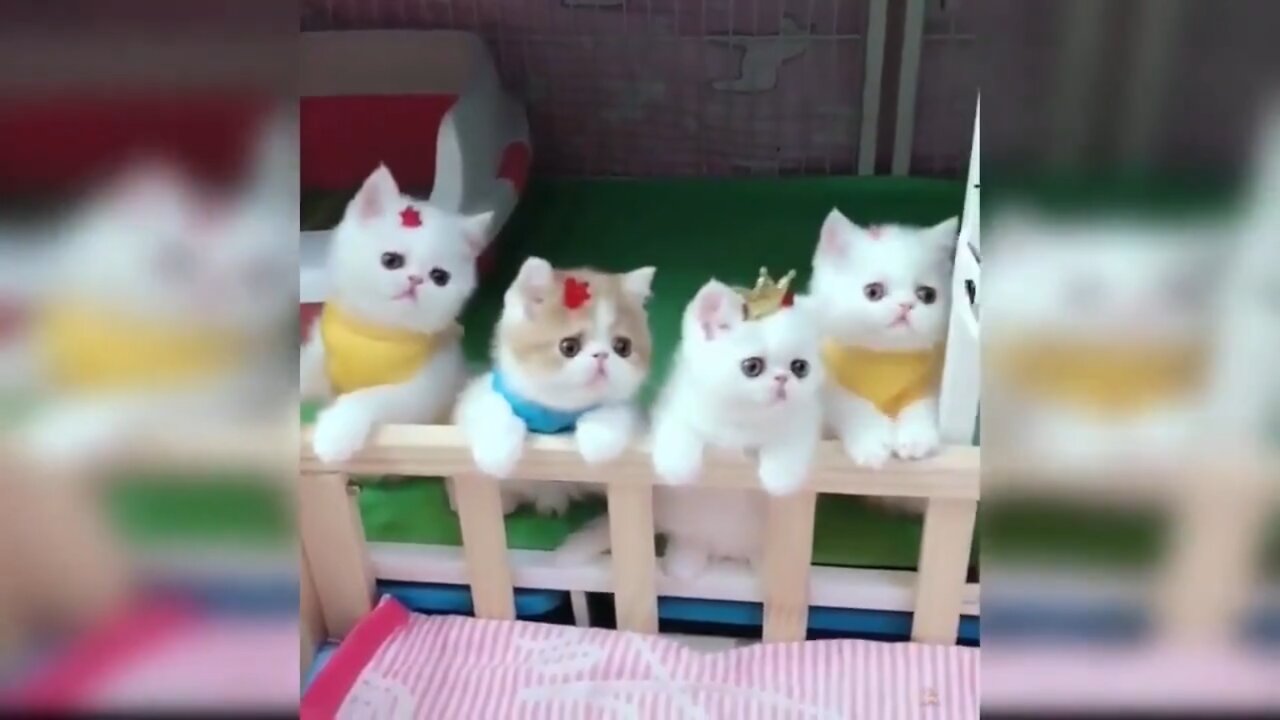 😽😽😽cute kittens