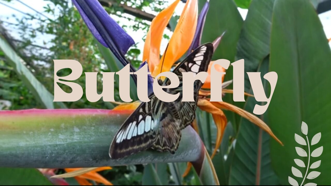 Beautiful Butterfly