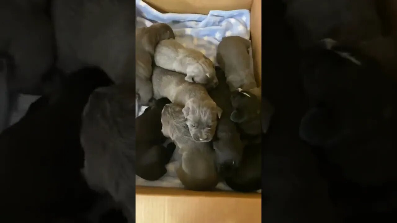 2 week old Cane Corso Puppies