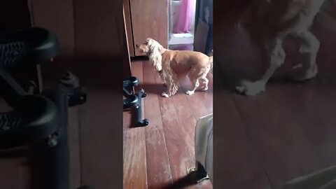 golden dog
