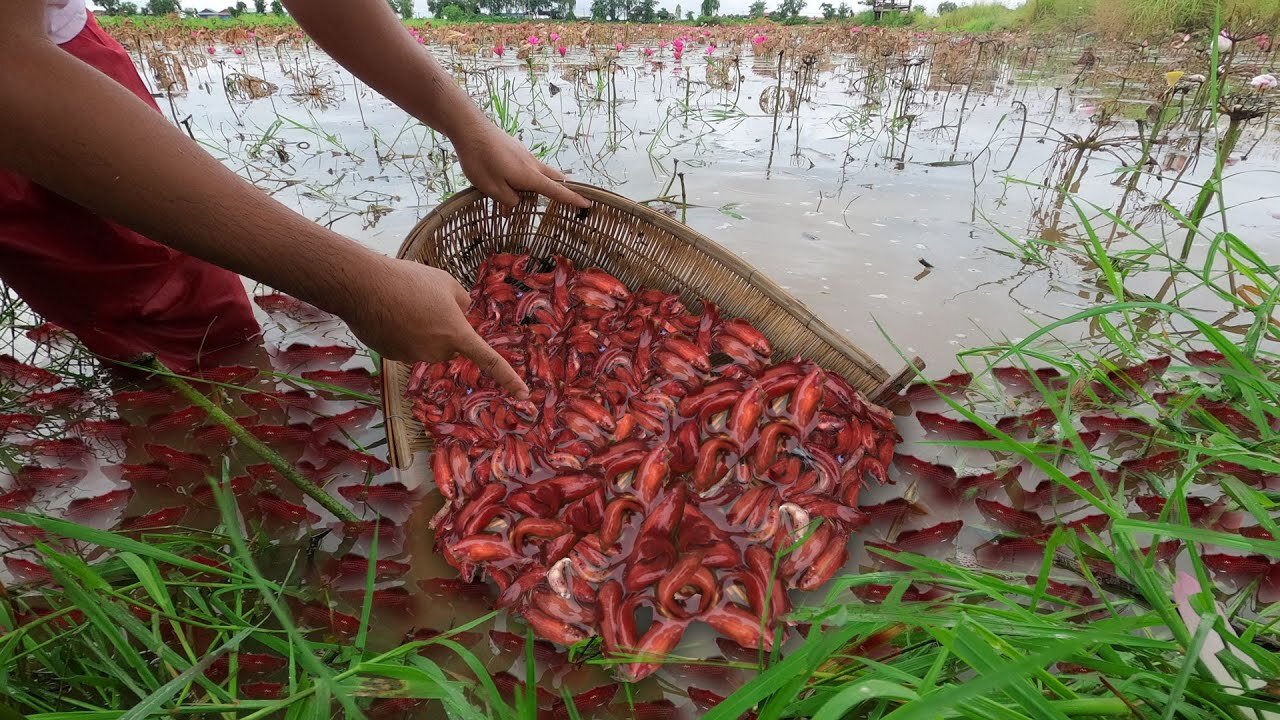 Super Betta Fishing! Caught Many Super Red Delta Tail Betta Fish in Lotus Lake