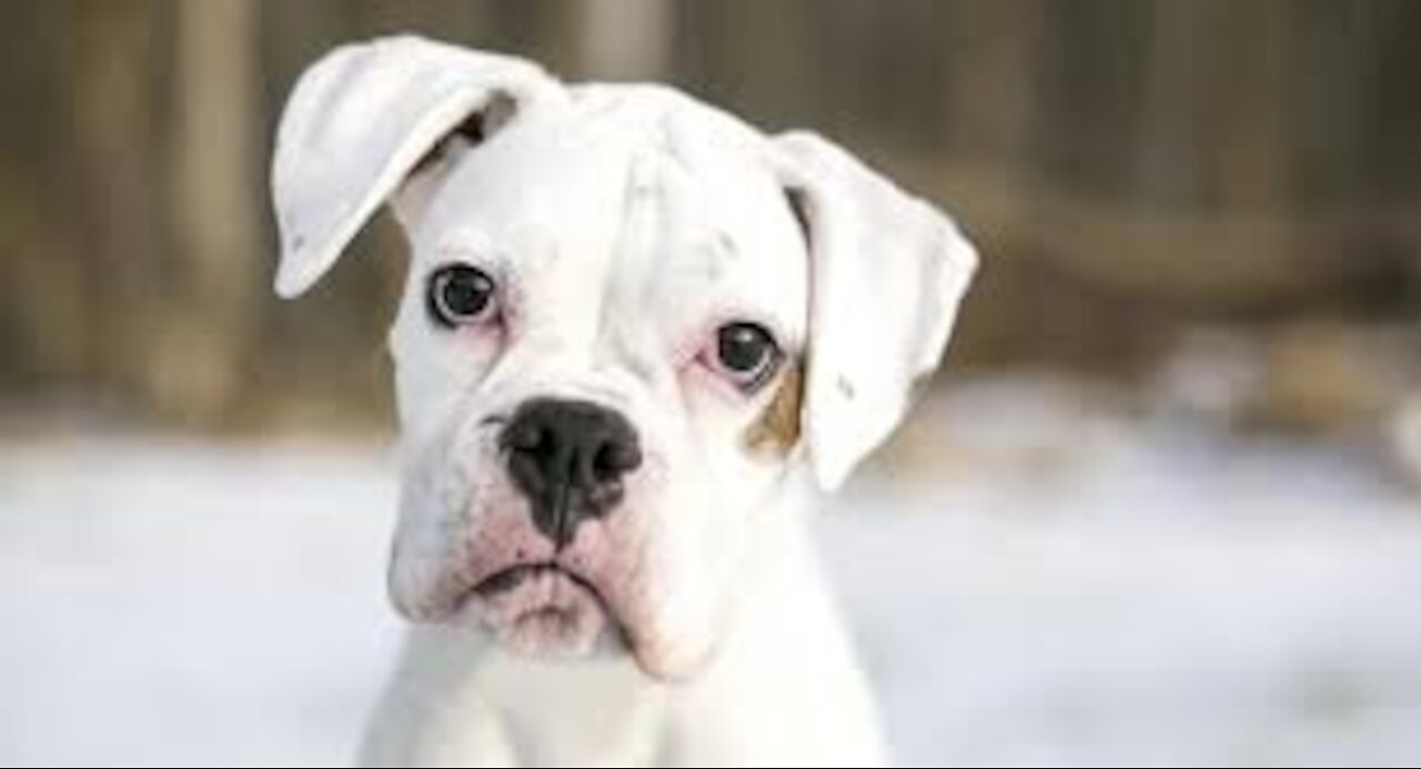 Dog Has an incredible Birth While Standing!!