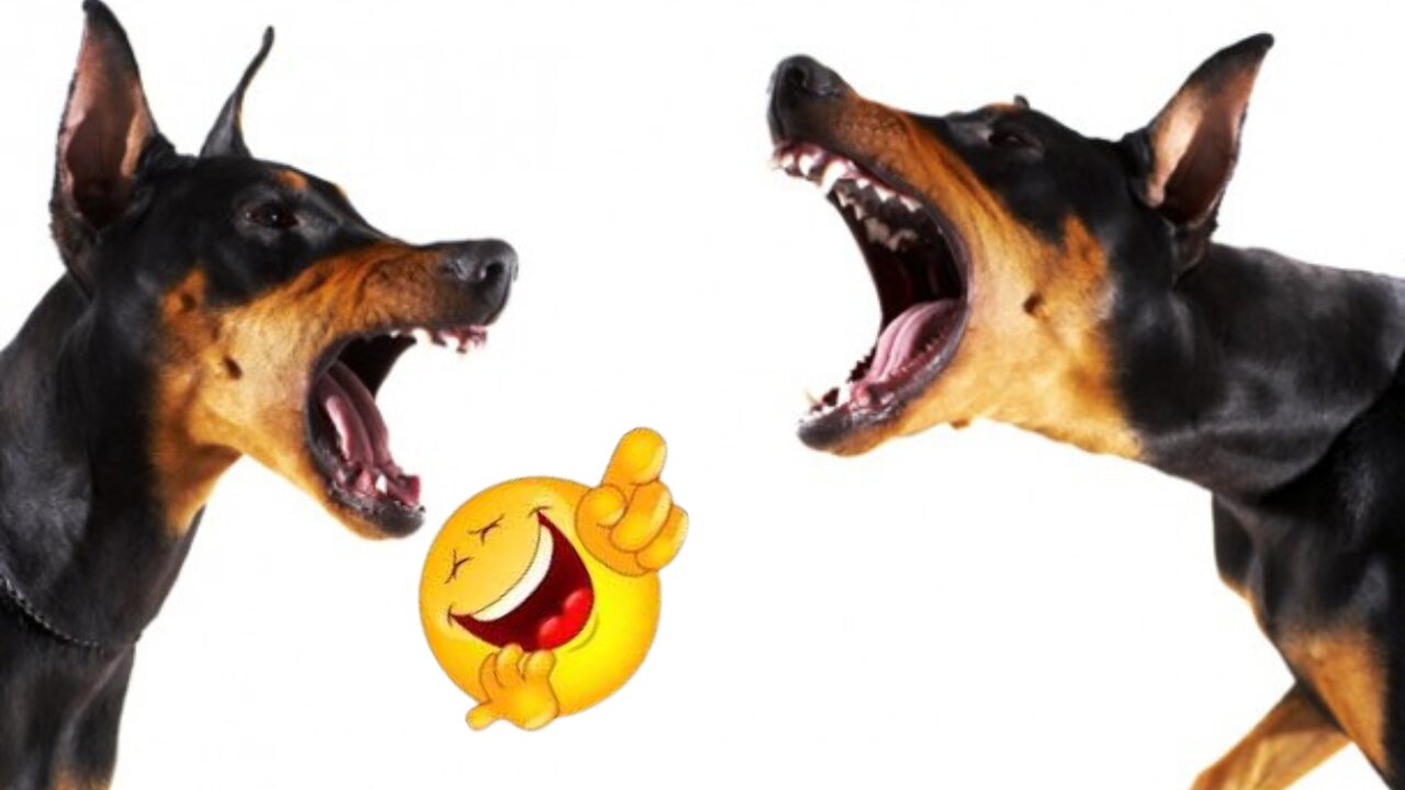 Who will be a Legend 🤔🤔🤔-Pets Class Part 112