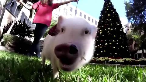 Therapy pigs pay a visit to Florida hospital