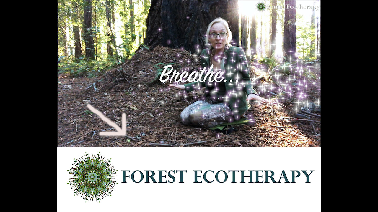 Breathe–Forest Ecotherapy