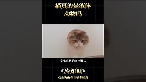 The cat is liquid animal # # cats meow star people