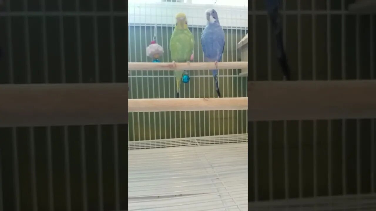 Budgies Freak Out! 🤩💖 #youtubeshorts #shorts #budgies #animallover #parrots