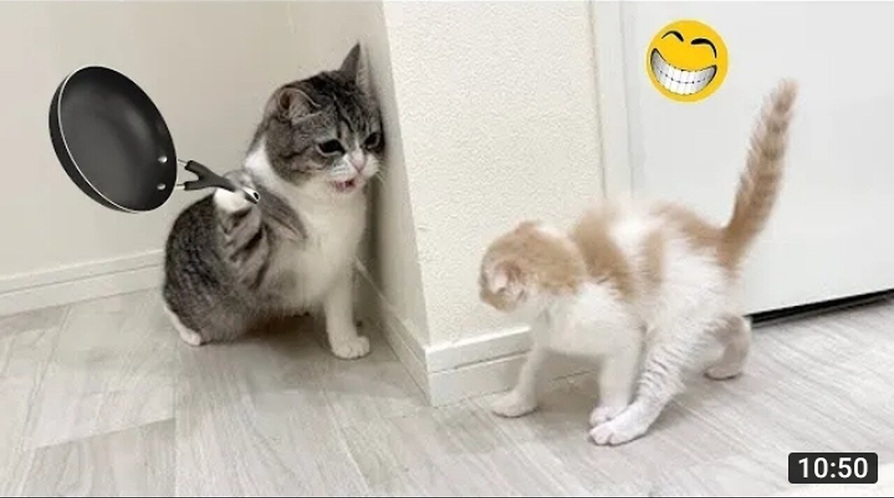 Funny cat and dog video 2023