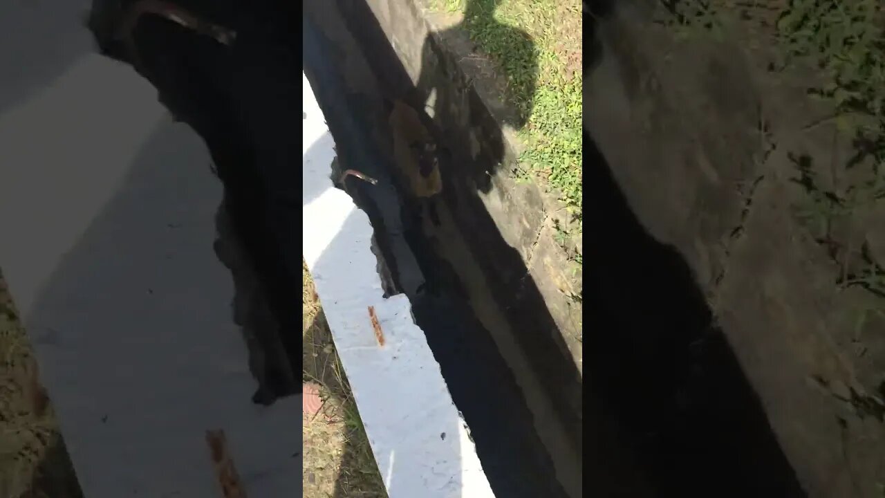 FOUND BABY GOAT STUCK IN THE MATRIX