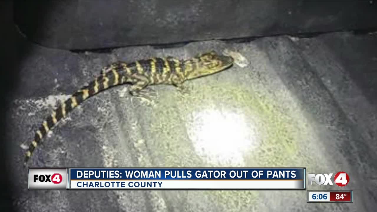 Baby gator pulled out of yoga pants in Charlotte County