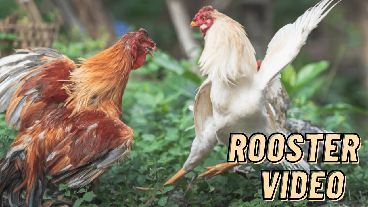 Rooster As A House Pet | Rooster Bird Video By Make By Kingdom Of Awais