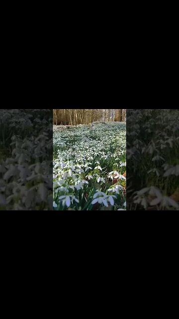 Glade of snowdrops in the Kabardino-Balkarian Republic.