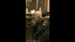 Unforgettable Spanish- Smart dog knows a cat when he sees one!