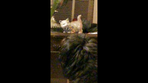 Unforgettable Spanish- Smart dog knows a cat when he sees one!