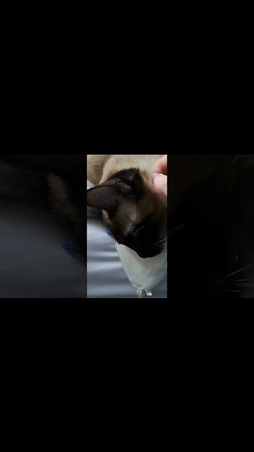 princess cinder #cat #babycat