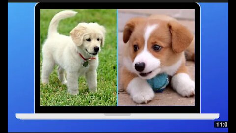 Funny dog videos, Dog Training.