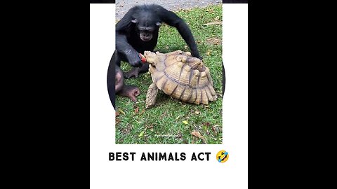 Funny animal activities