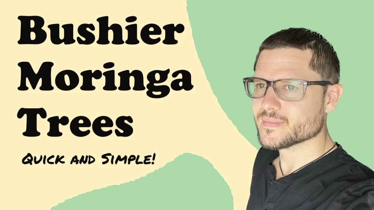 Quick & Simple Tricks to Keep Your Moringa Trees Bushy