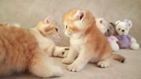 Mom Cat playing and talking to her Cute Meowing baby Kittens