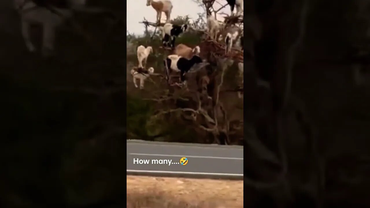 Christmas Tree 🌲vs Goats Tree 🤣#shorts #funny
