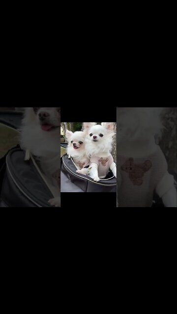 You Won't Believe What THIS Animal Does Next!