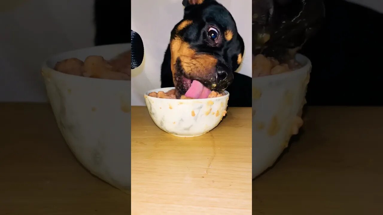 VIRAL PUPPY ASMR #shorts #short #asmr #viral #like