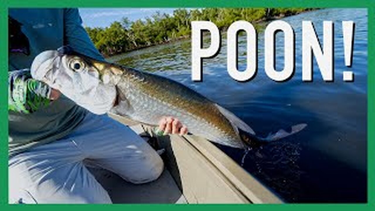 Catching Tarpon On Bass Tackle