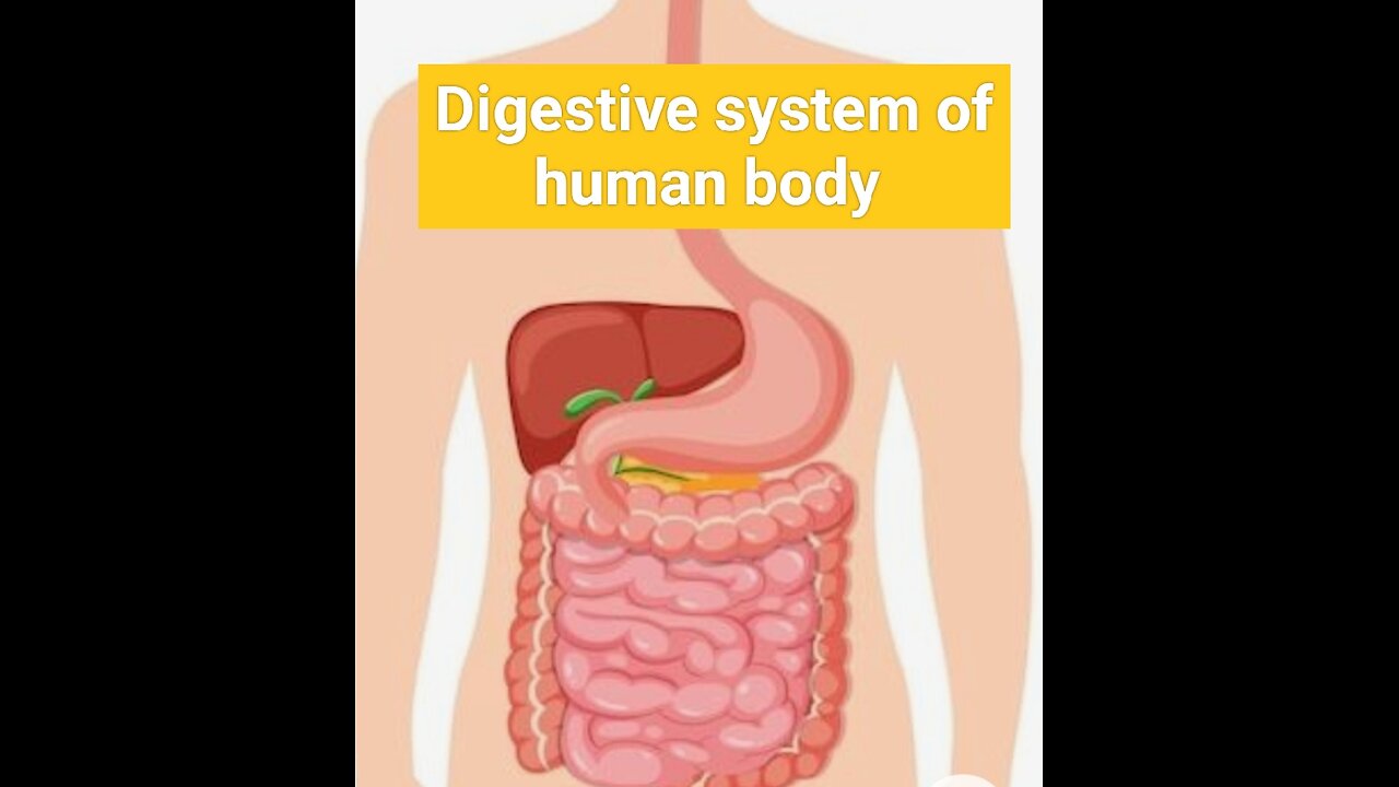 Digestive system of human body organs