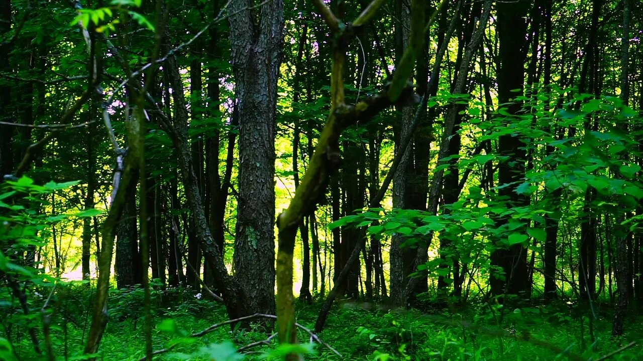 Bird and Forest Sounds