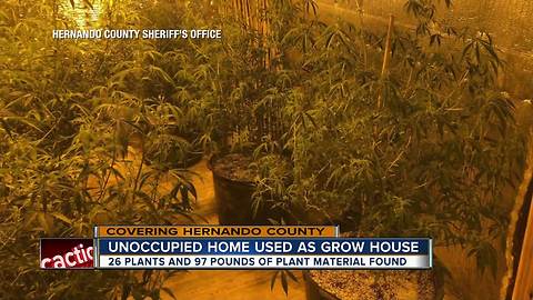 Investigation underway after marijuana grow house found in Brooksville home