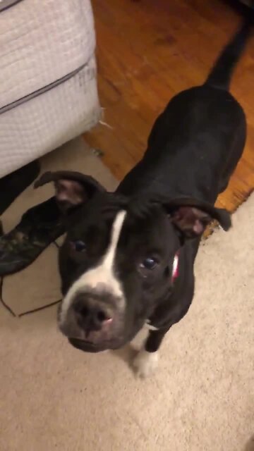 Cleveland APL Pet of the Weekend: Ian