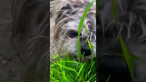 Valentino Eating Grass #shorts