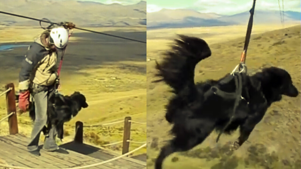 This Dog Took a Breathtaking Ride in a Zip Line