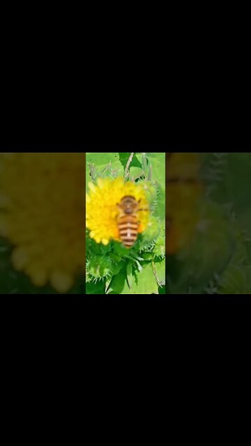 bee 🐝 #youtubeshorts #shorts #youtube #shortvideo #shortyoutube