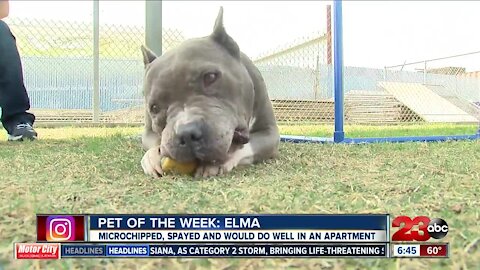 Pet of the Week: Elma